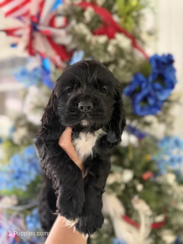 Espresso  – Cocker Spaniel puppy for sale in Glasgow, KY