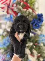 Espresso , a male Cocker Spaniel for sale in Glasgow, KY – 1 of 4