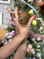 Brady, a male Miniature Goldendoodle for sale in Glasgow, KY – Photo 2 of 5