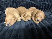 Brady, a male Miniature Goldendoodle for sale in Glasgow, KY – Photo 5 of 5