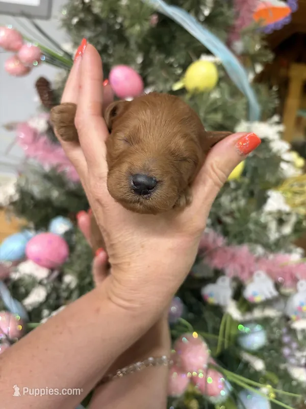 Brady – Miniature Goldendoodle puppy for sale in Glasgow, KY