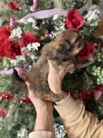 processed/32be32c6-ef81-4a75-a218-20e253044f49/listing/683e2f04-8eec-4448-acc1-02d6af7aac64/39b10395-58ed-4dff-ab5f-5bd5caa84f75