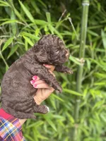 Bo , a male Cockapoo for sale in Glasgow, KY – 2 of 4