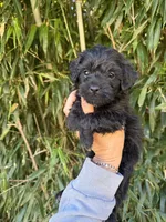 Tyler, a male Miniature Aussiedoodle for sale in Glasgow, KY – 1 of 2