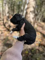 Fiona , a female Aussiedoodle for sale in Glasgow, KY – 3 of 4