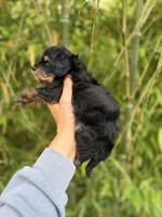 Milo , a male Aussiedoodle for sale in Glasgow, KY – 3 of 4