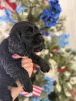 Licorice , a male Cocker Spaniel for sale in Glasgow, KY – 4 of 4