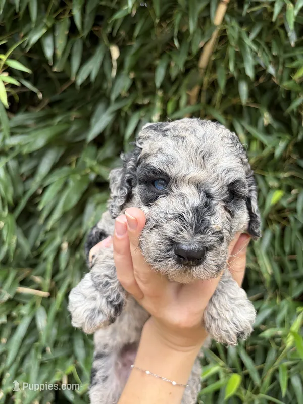 Sid  – Goldendoodle puppy for sale in Glasgow, KY