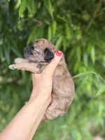Velma , a female Cockapoo for sale in Glasgow, KY – 3 of 4