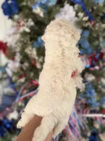 Bertha , a female Cockapoo for sale in Glasgow, KY – 2 of 4