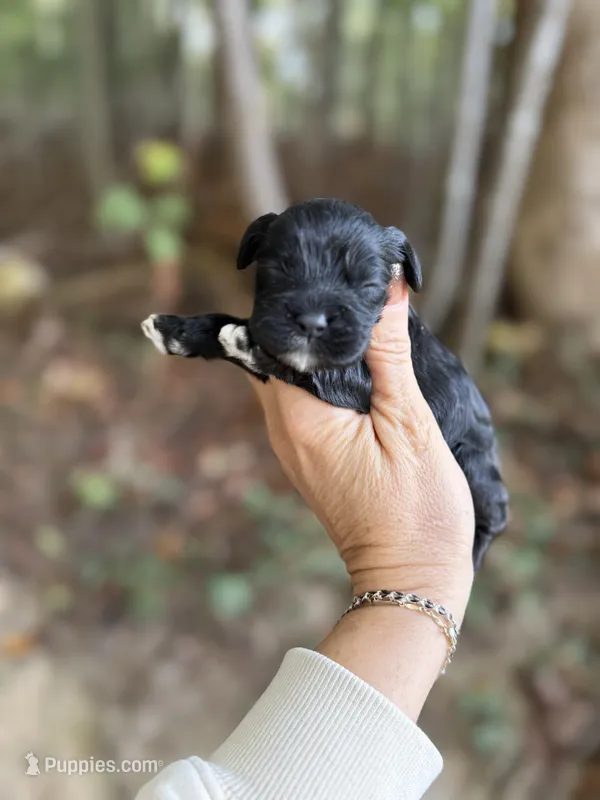Dale  – Cocker Spaniel puppy for sale in Glasgow, KY
