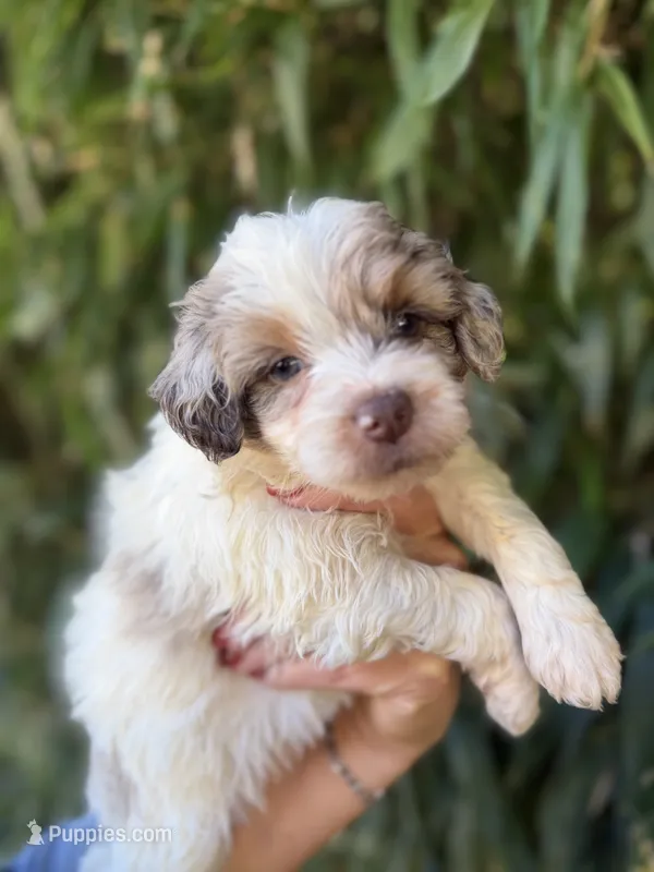 Tina  – Miniature Aussiedoodle puppy for sale in Glasgow, KY