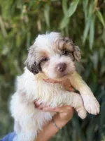 Tina , a female Miniature Aussiedoodle for sale in Glasgow, KY – 1 of 2