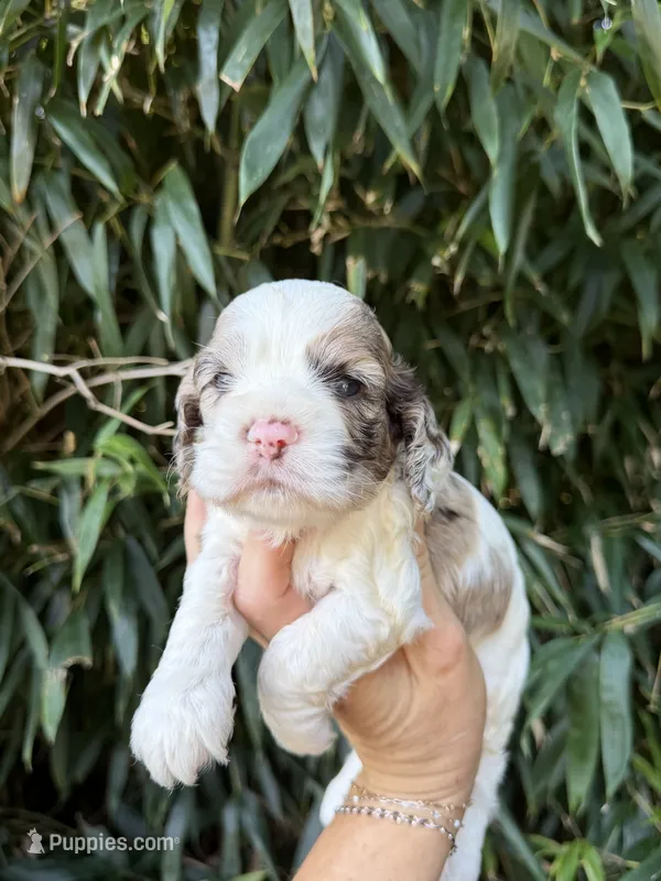 Pete – Cocker Spaniel puppy for sale in Glasgow, KY