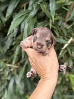 Minnie , a female Miniature Schnauzer for sale in Glasgow, KY – 1 of 4