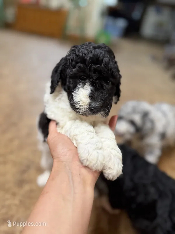 Flora  – Aussiedoodle puppy for sale in Glasgow, KY