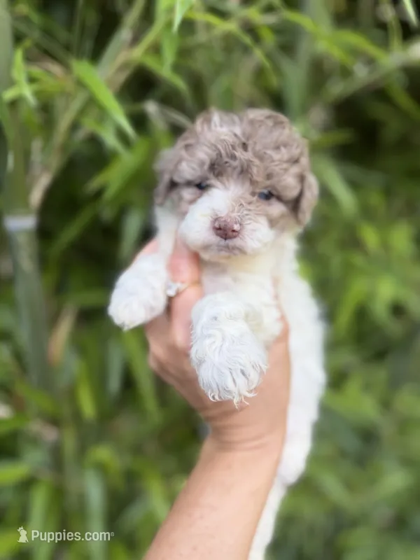 Verna  – Cockapoo puppy for sale in Glasgow, KY