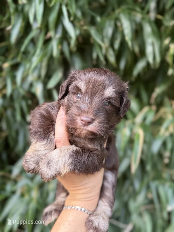 Larry – Miniature Schnauzer puppy for sale in Glasgow, KY