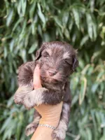 Larry, a male Miniature Schnauzer for sale in Glasgow, KY – 1 of 2