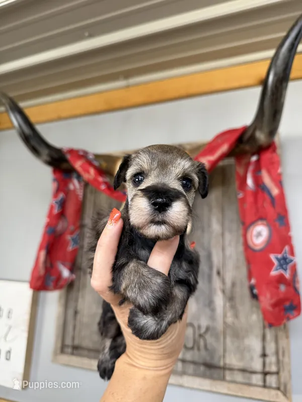 Maddie’s Dinah   – Miniature Schnauzer puppy for sale in Glasgow, KY