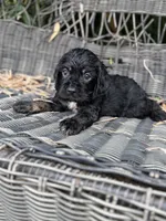 Rock , a male Cocker Spaniel for sale in Glasgow, KY – 2 of 2