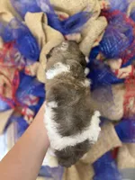 Fancy , a female Aussiedoodle for sale in Glasgow, KY – 2 of 2
