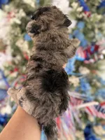Buck , a male Cockapoo for sale in Glasgow, KY – 2 of 4