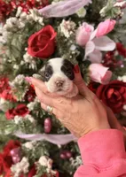 Peanut, a male Cocker Spaniel for sale in Glasgow, KY – Photo 1 of 2