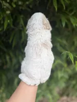 Havah , a female Cavapoo for sale in Glasgow, KY – 2 of 2