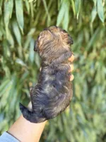 Baylor, a male Cockapoo for sale in Glasgow, KY – 2 of 2