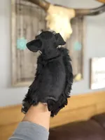 Callie , a female Miniature Schnauzer for sale in Glasgow, KY – 2 of 5