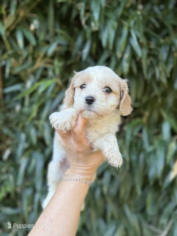 Martha  – Cavachon puppy for sale in Glasgow, KY
