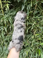 Pop Rock , a male Cocker Spaniel for sale in Glasgow, KY – 2 of 4