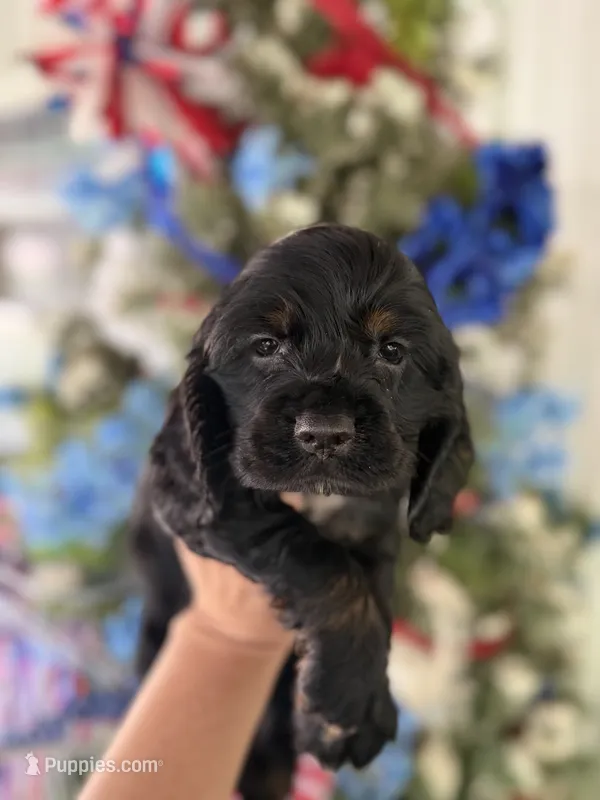 Rock  – Cocker Spaniel puppy for sale in Glasgow, KY