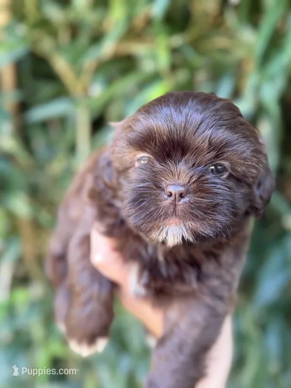 Bernie  – Shih Tzu puppy for sale in Glasgow, KY