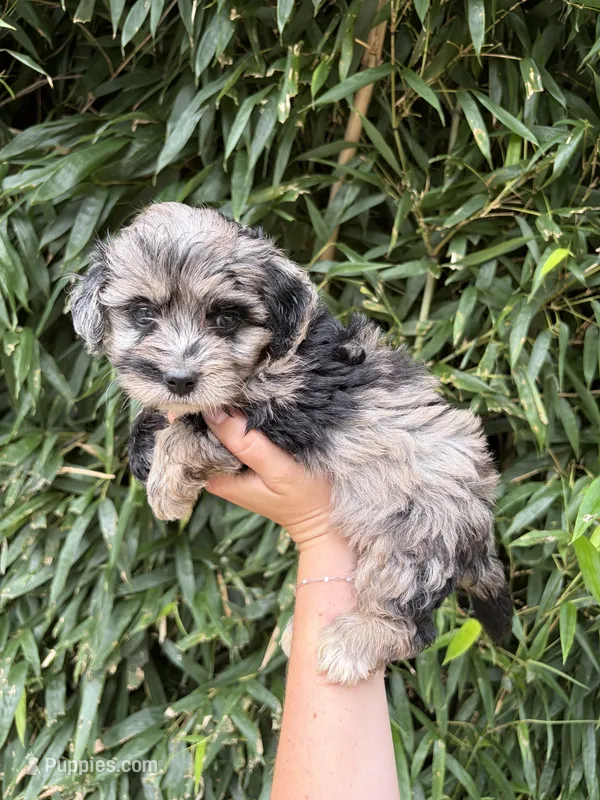 Ms Gray  – Miniature Aussiedoodle puppy for sale in Glasgow, KY