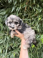 Ms Gray , a female Miniature Aussiedoodle for sale in Glasgow, KY – 1 of 2