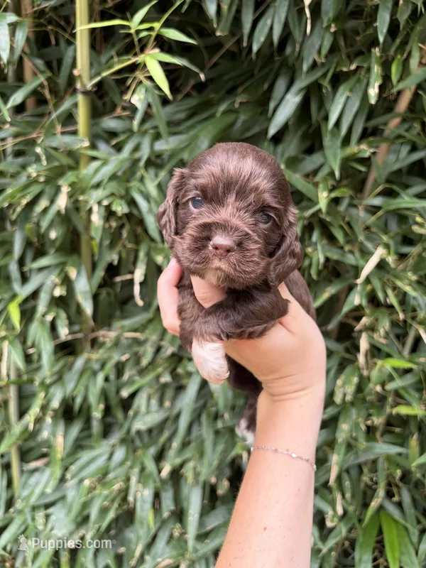 Twizzler – Cocker Spaniel puppy for sale in Glasgow, KY