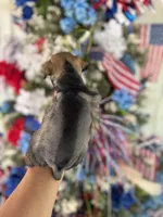 Maddie’s Daffy  , a female Miniature Schnauzer for sale in Glasgow, KY – 2 of 4