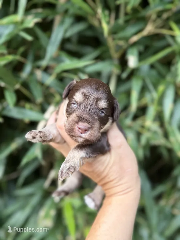 Mort  – Miniature Schnauzer puppy for sale in Glasgow, KY