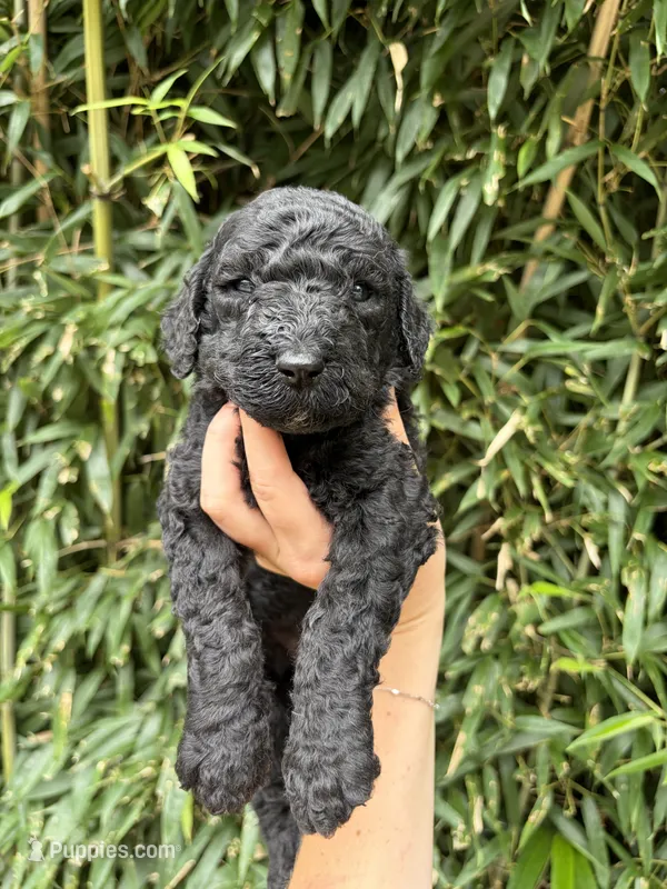 Sloan  – Goldendoodle puppy for sale in Glasgow, KY