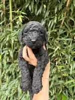 Sloan , a female Goldendoodle for sale in Glasgow, KY – 1 of 2