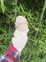  Tom, a male Cockapoo for sale in Glasgow, KY – 2 of 4