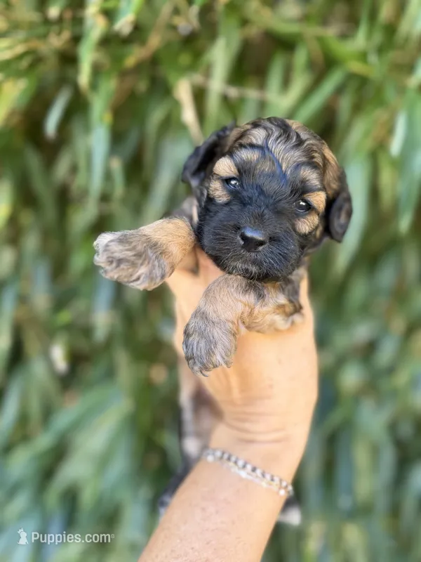 Baylor – Cockapoo puppy for sale in Glasgow, KY
