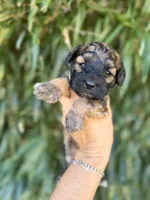 Baylor, a male Cockapoo for sale in Glasgow, KY – 1 of 2
