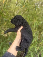 Harold , a male Goldendoodle for sale in Glasgow, KY – Photo 4 of 4