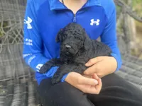Harold , a male Goldendoodle for sale in Glasgow, KY – Photo 2 of 4
