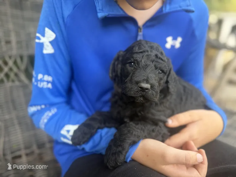 Harold  – Goldendoodle puppy for sale in Glasgow, KY