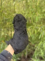 Harold , a male Goldendoodle for sale in Glasgow, KY – Photo 3 of 4