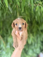 Ruth, a female Cavapoo for sale in Glasgow, KY – 1 of 2